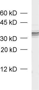 Syntaxin2 Polyclonal rabbit purified antibody - image 1